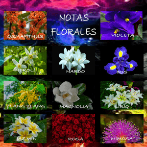 El sentido del olfato y como funciona